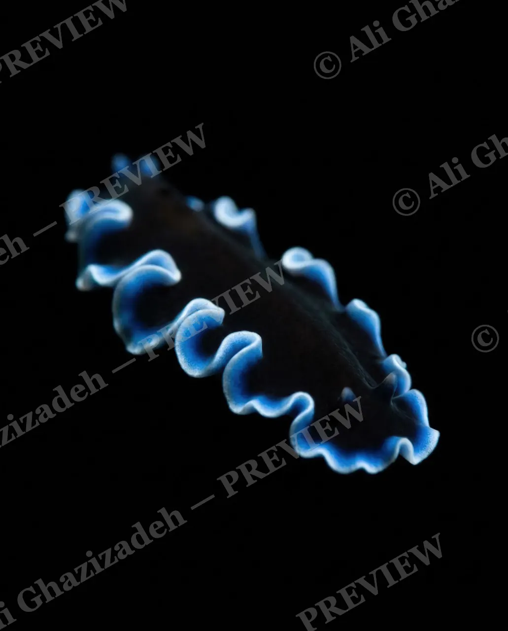 Dressed to Frill — Midnight Blue Ruffle — Marine flatworm artwork by Ali Ghazizadeh