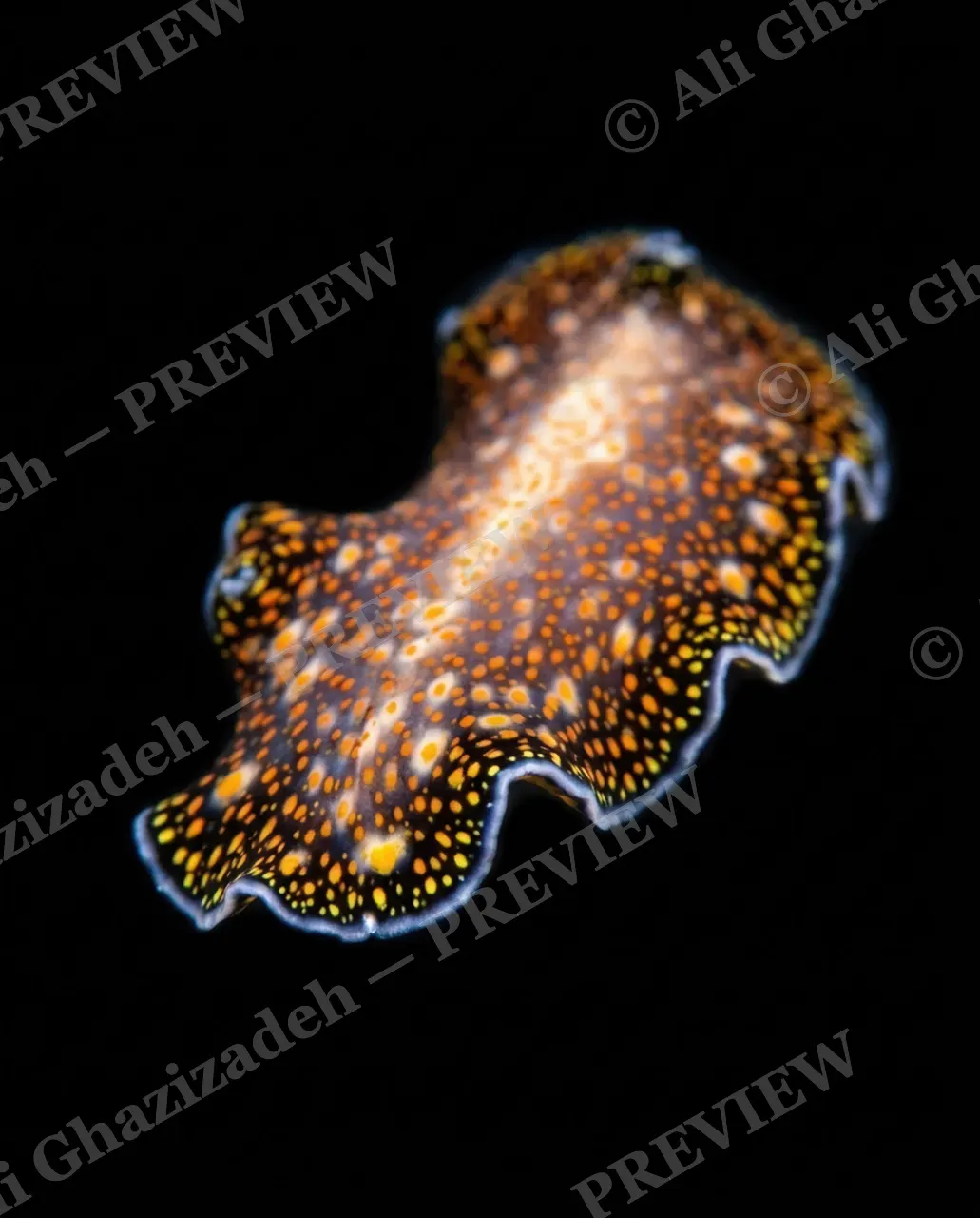 Dressed to Frill — Orange Confetti Coat — Marine flatworm artwork by Ali Ghazizadeh
