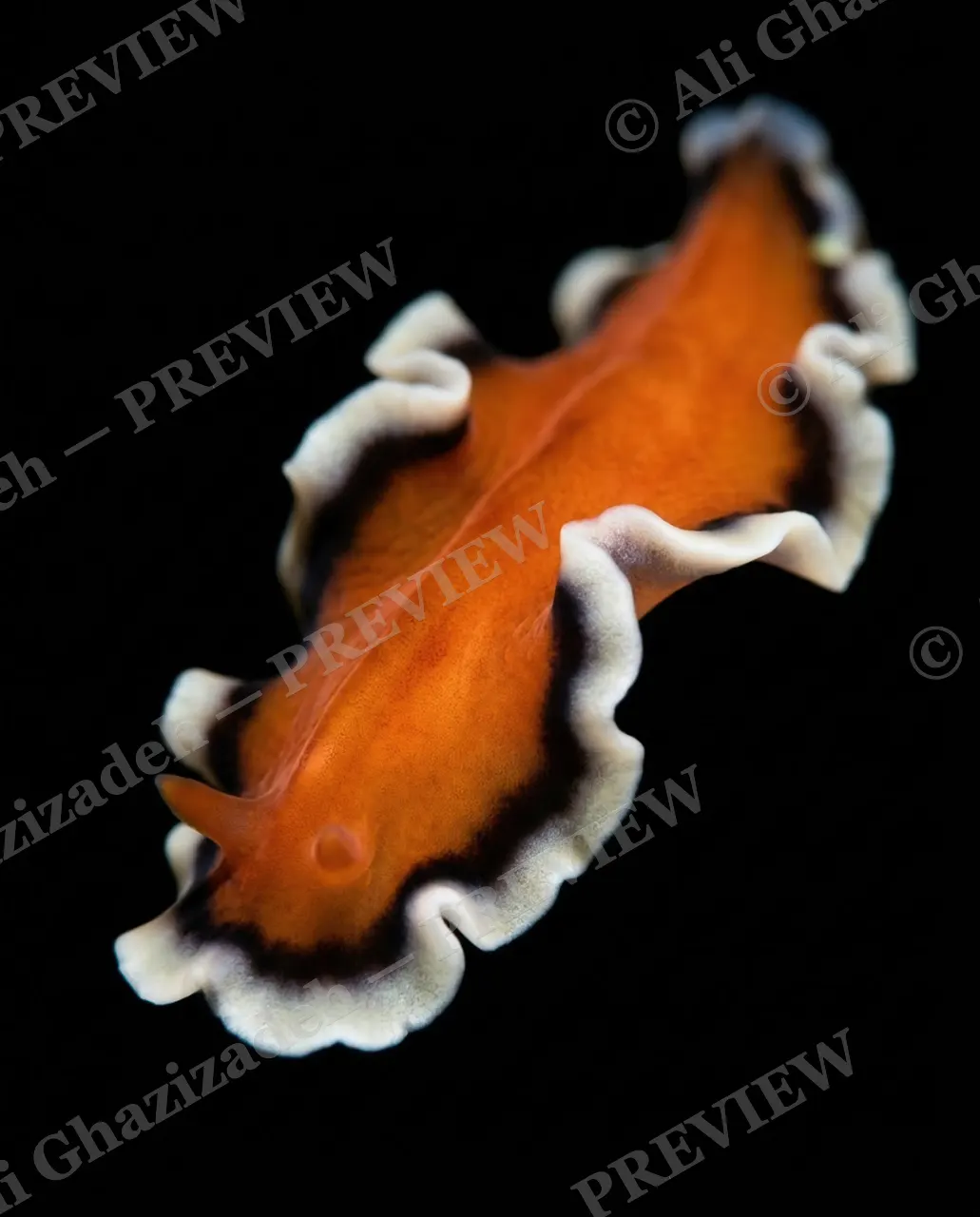 Dressed to Frill — Orange with Dark Trim — Marine flatworm artwork by Ali Ghazizadeh