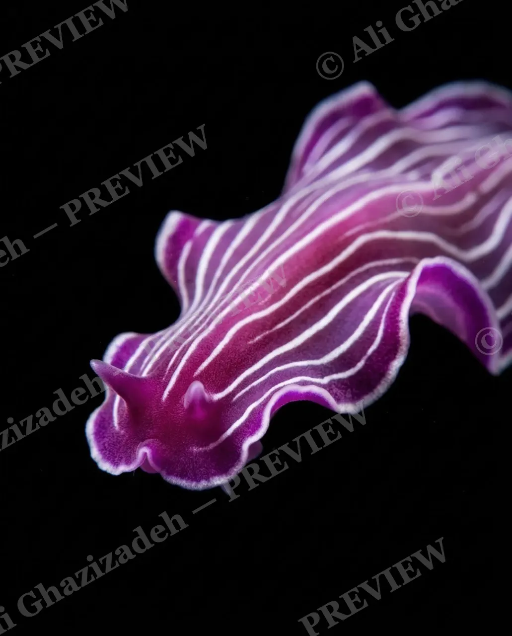 Dressed to Frill — Pinstripes Meet Twin Horns — Marine flatworm artwork by Ali Ghazizadeh
