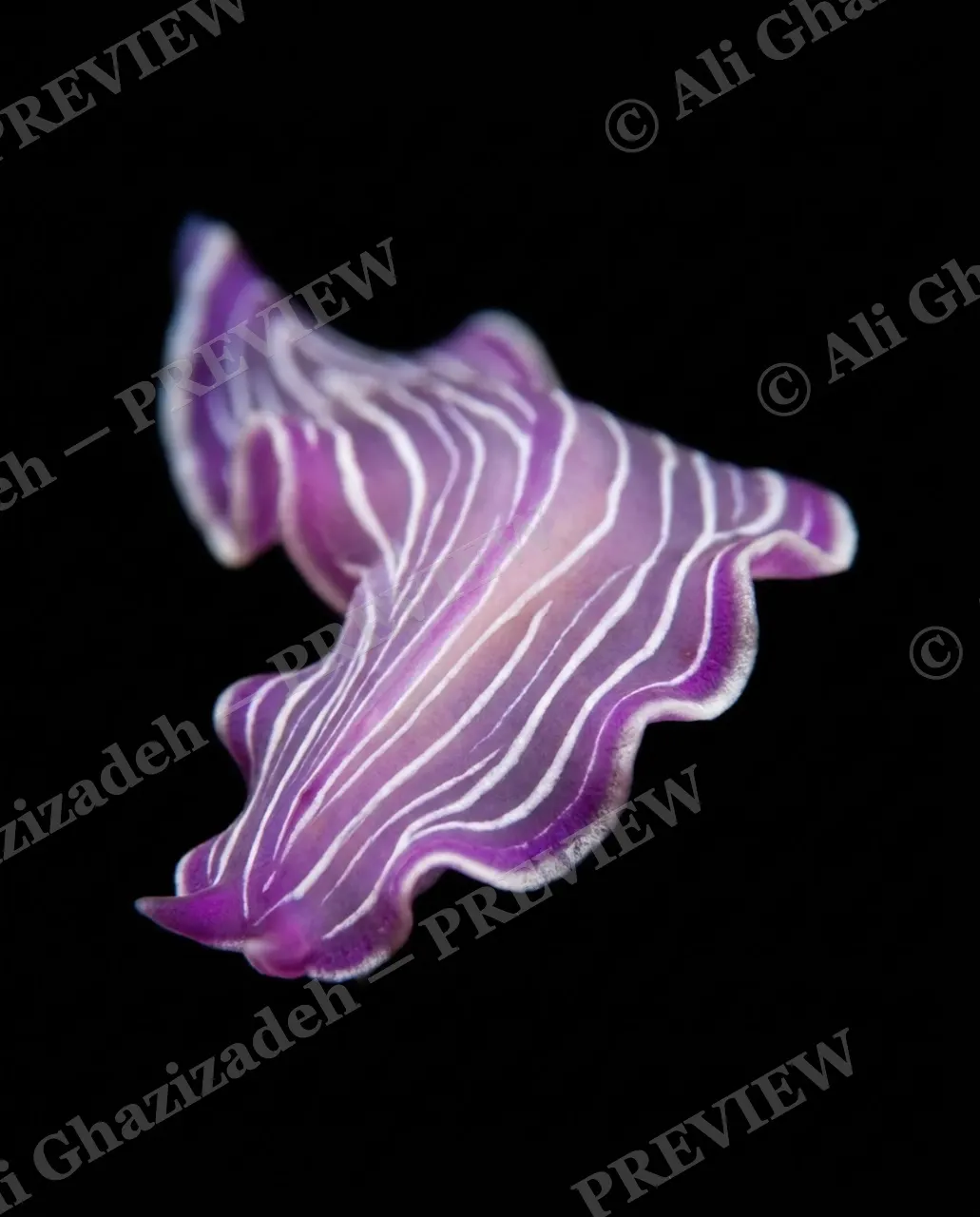 Dressed to Frill — Purple Pinstripe Suit — Marine flatworm artwork by Ali Ghazizadeh
