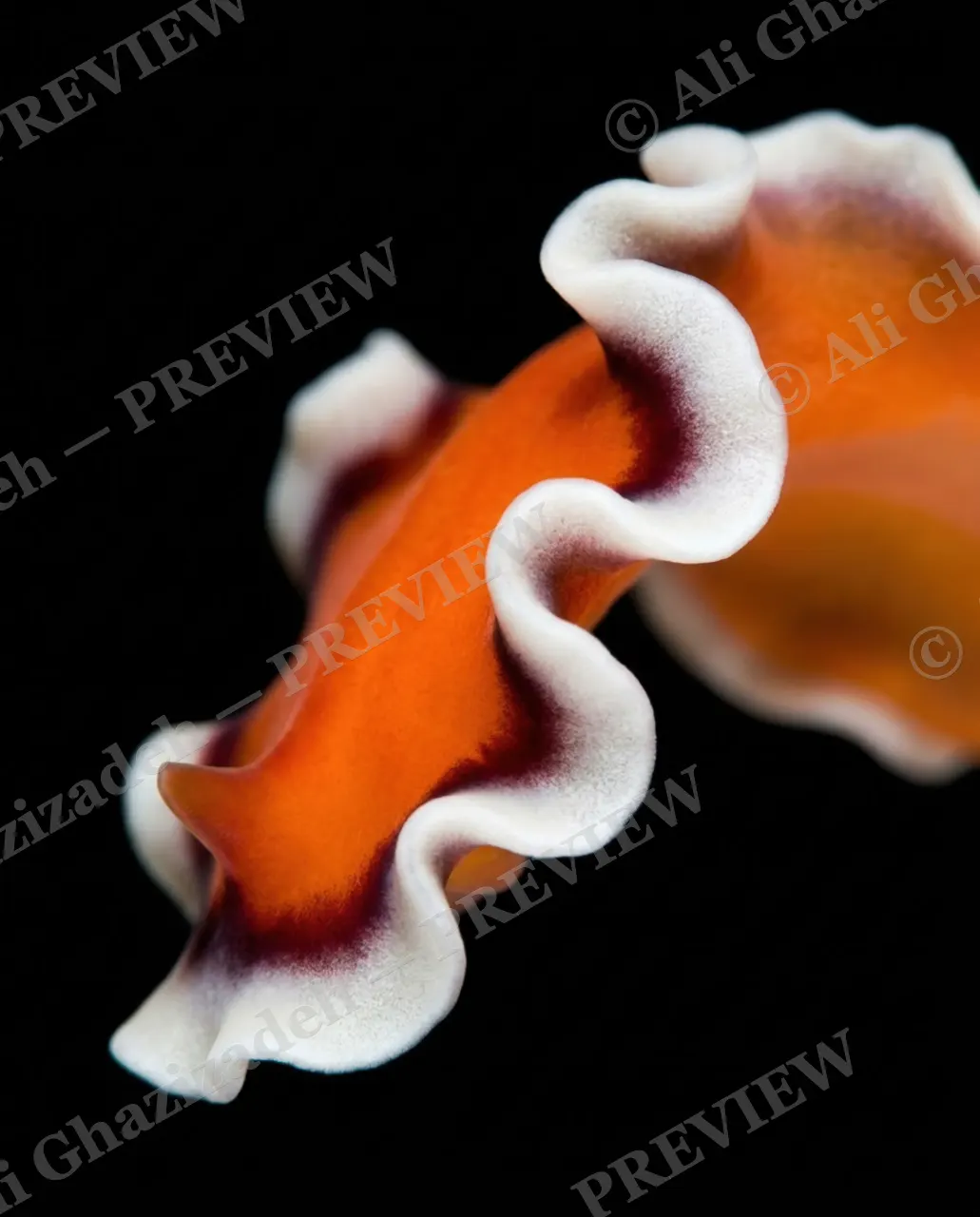 Dressed to Frill — Ribbon of Maroon and Cream — Marine flatworm artwork by Ali Ghazizadeh