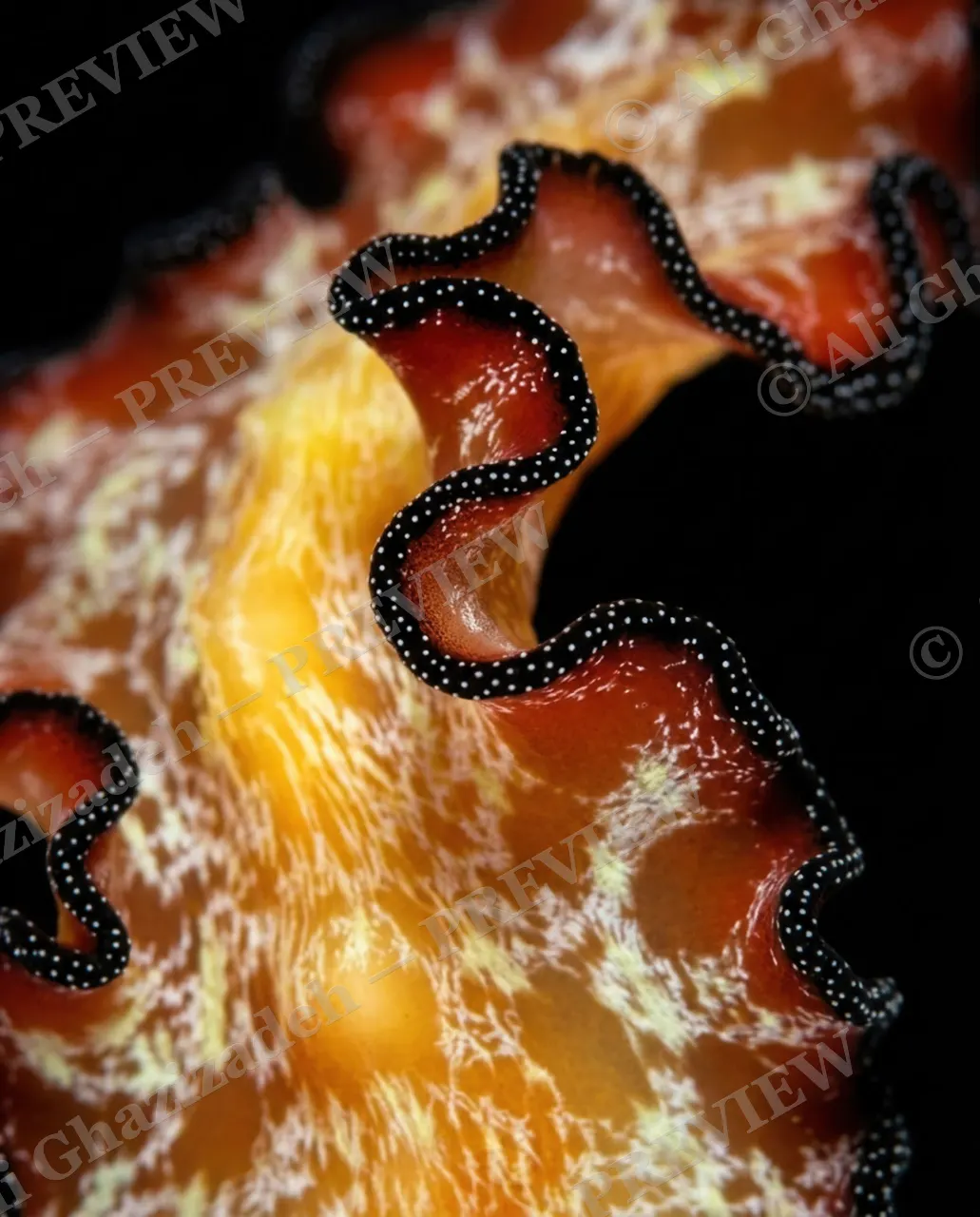 Dressed to Frill — Rings of Rust and Cream — Marine flatworm artwork by Ali Ghazizadeh