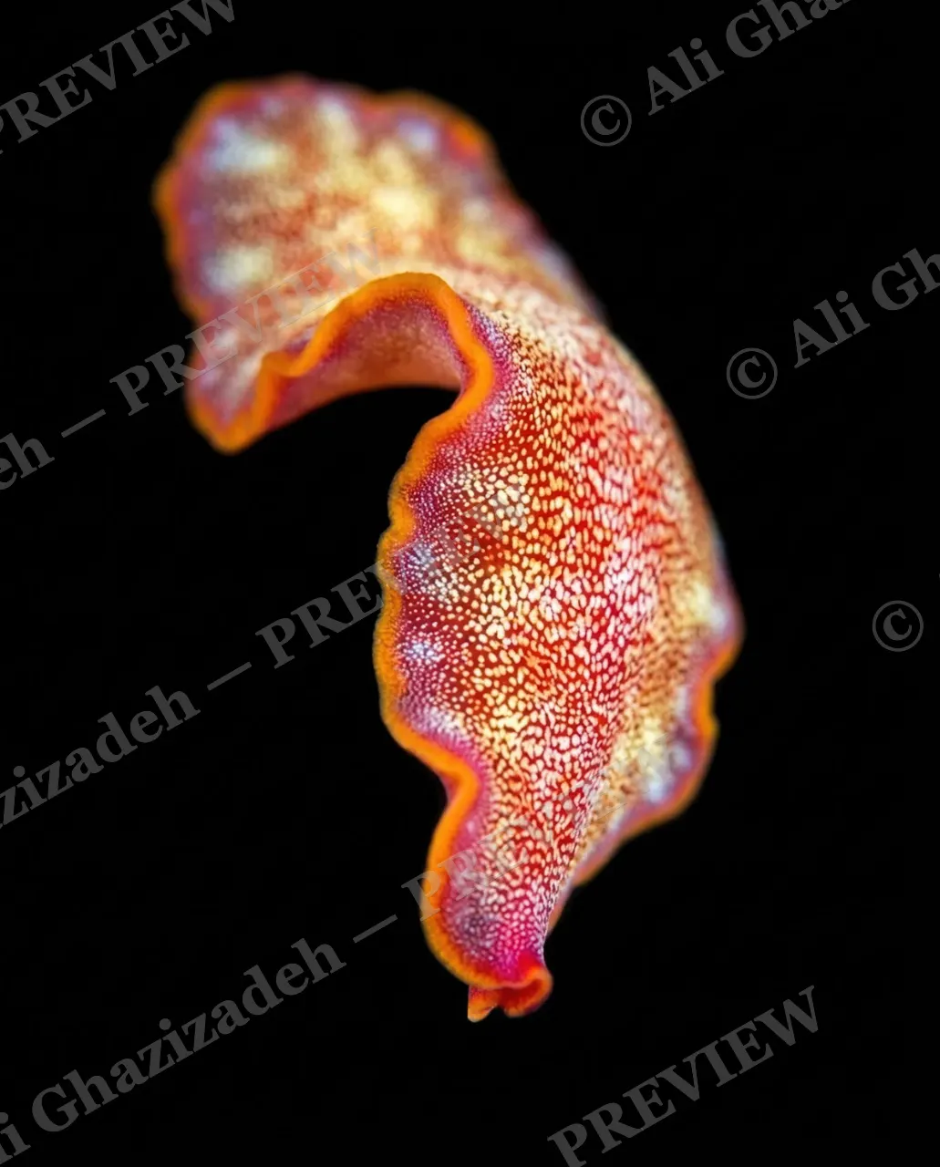 Dressed to Frill — Rust and Cream Marble — Marine flatworm artwork by Ali Ghazizadeh
