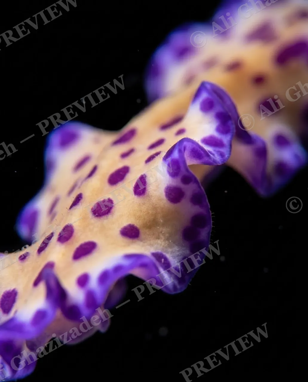 Dressed to Frill — Spotted Fringe, Closer Look — Marine flatworm artwork by Ali Ghazizadeh