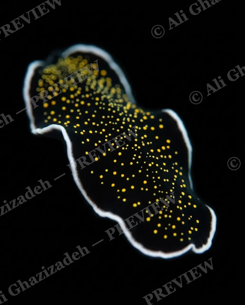 Dressed to Frill — Stardust on Black Velvet — Marine flatworm artwork by Ali Ghazizadeh