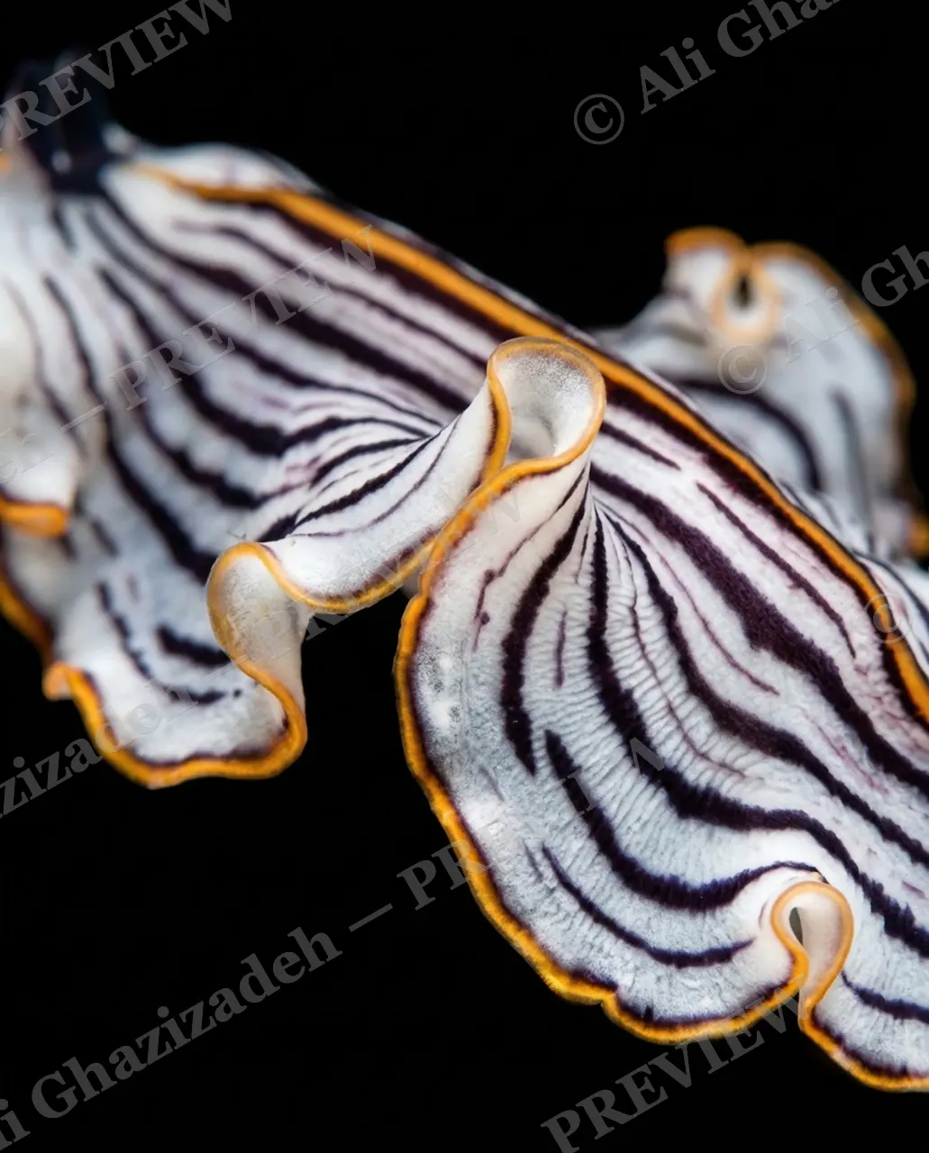 Dressed to Frill — Stripes, Closer Still — Marine flatworm artwork by Ali Ghazizadeh