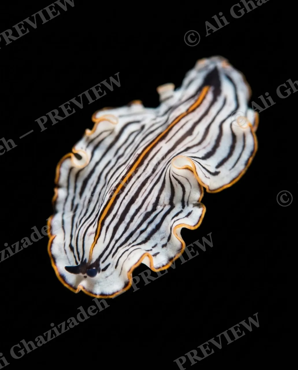 Dressed to Frill — Stripes Mid-Ripple — Marine flatworm artwork by Ali Ghazizadeh