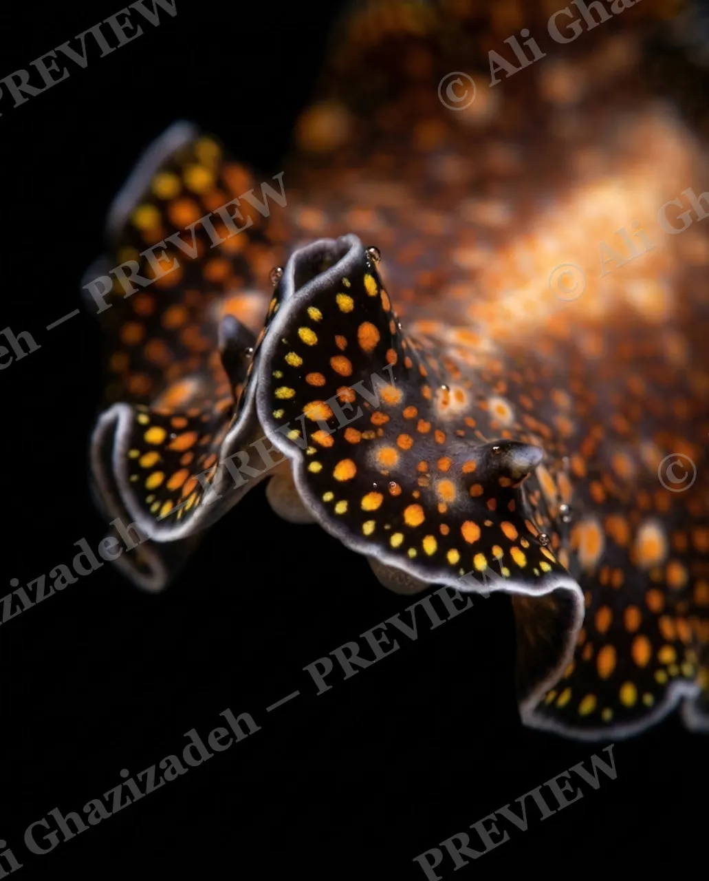 Dressed to Frill — Two Tiny Tentacles — Marine flatworm artwork by Ali Ghazizadeh