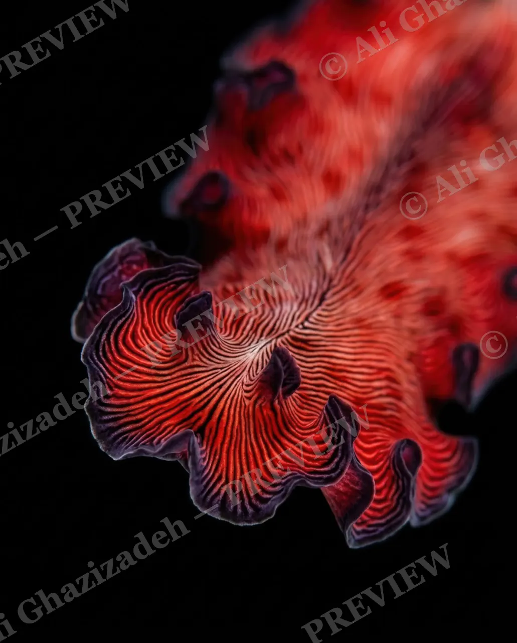 Dressed to Frill — Veins in Motion — Marine flatworm artwork by Ali Ghazizadeh