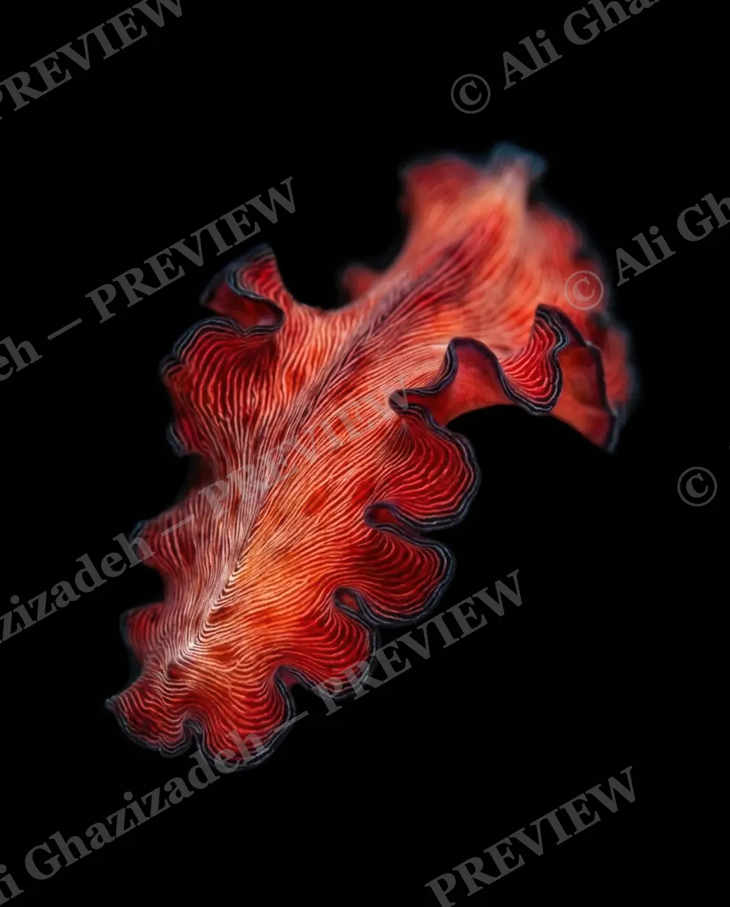 Dressed to Frill — Vermilion Leaf Fan — Marine flatworm artwork by Ali Ghazizadeh