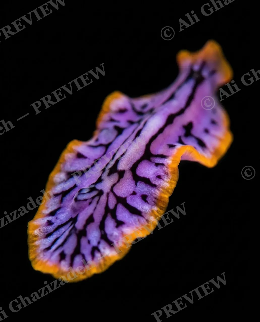 Dressed to Frill — Violet Marble Coat — Marine flatworm artwork by Ali Ghazizadeh