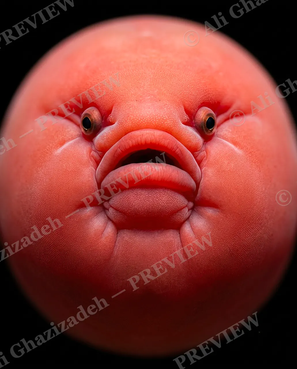 Duck Face — Striking a Pose — Blobfish artwork by Ali Ghazizadeh
