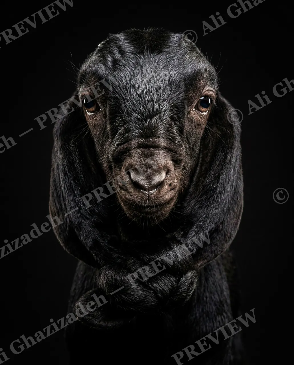 Ear Apparent — Arms Crossed — Goat artwork by Ali Ghazizadeh
