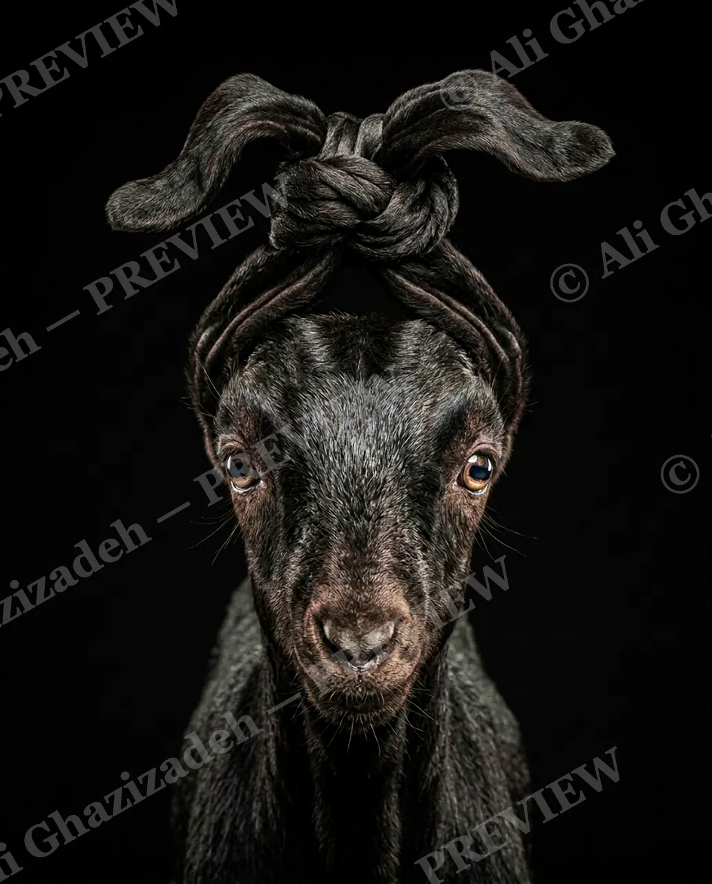 Ear Apparent — Bunny Ears — Goat artwork by Ali Ghazizadeh