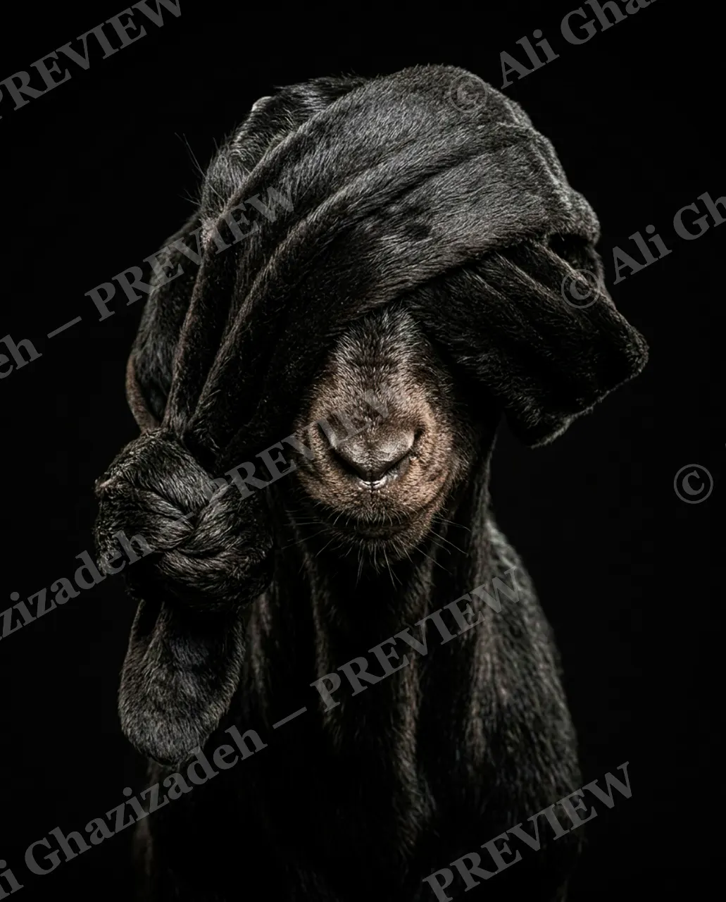 Ear Apparent — Lights Out — Goat artwork by Ali Ghazizadeh
