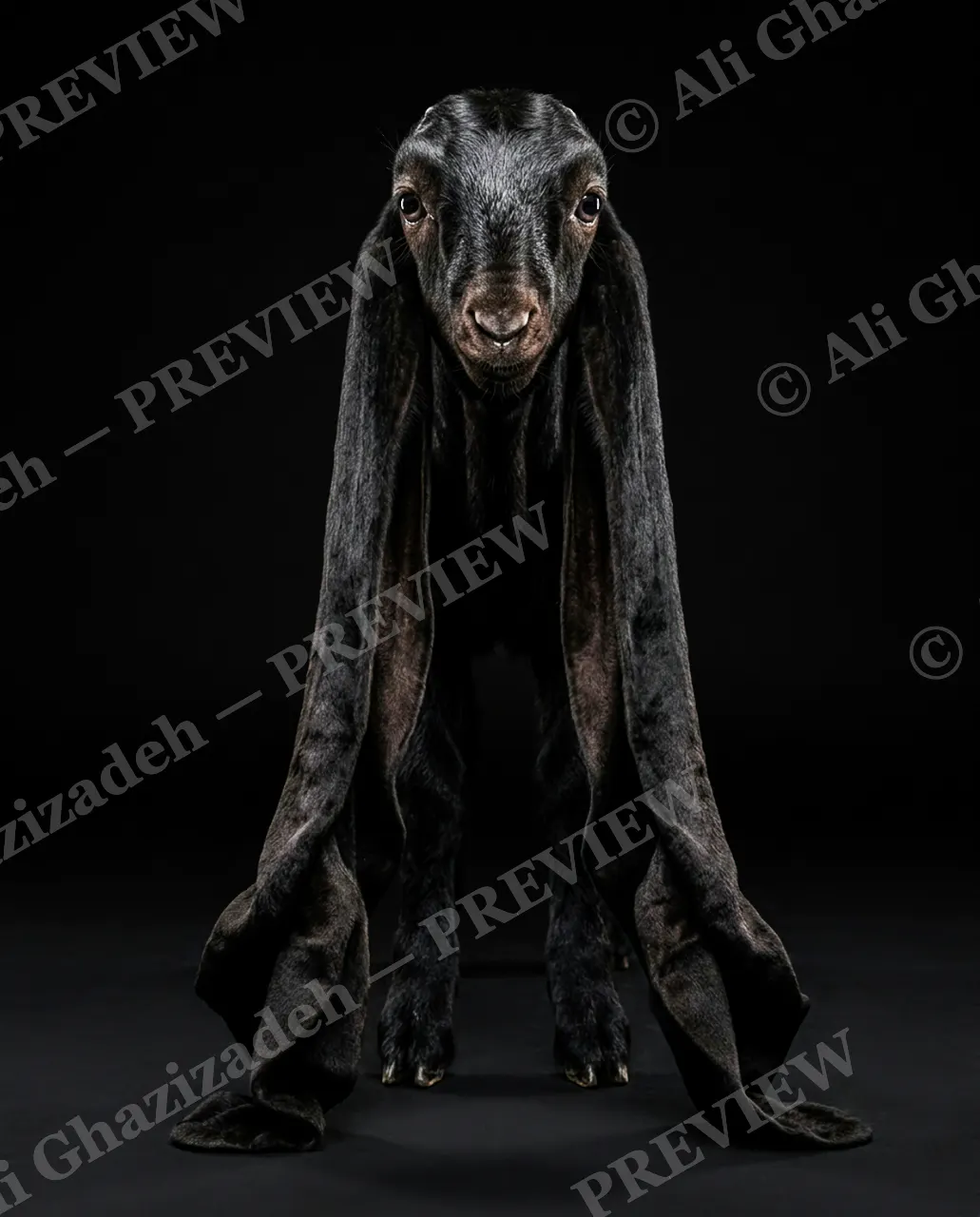 Ear Apparent — Ears Like a Shawl — Goat artwork by Ali Ghazizadeh