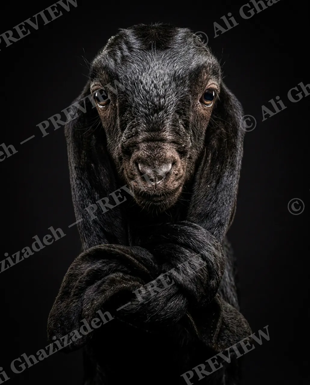 Ear Apparent — Unimpressed — Goat artwork by Ali Ghazizadeh