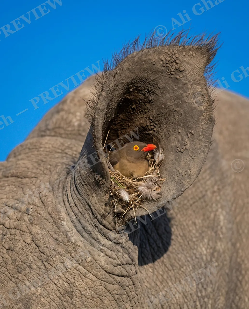 Ear, Sweet Ear — New Tenant — White rhinoceros artwork by Ali Ghazizadeh