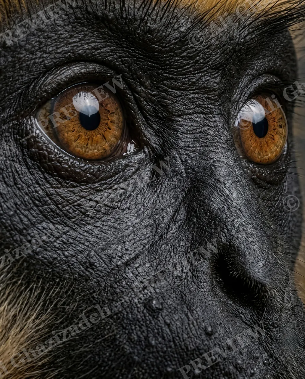 Eye Contact — All Grown Up — Monkey artwork by Ali Ghazizadeh