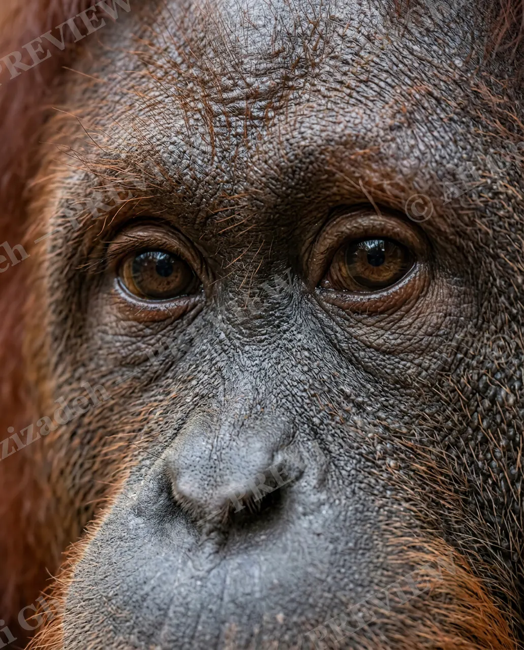 Eye Contact — Ancient Eyes — Monkey artwork by Ali Ghazizadeh