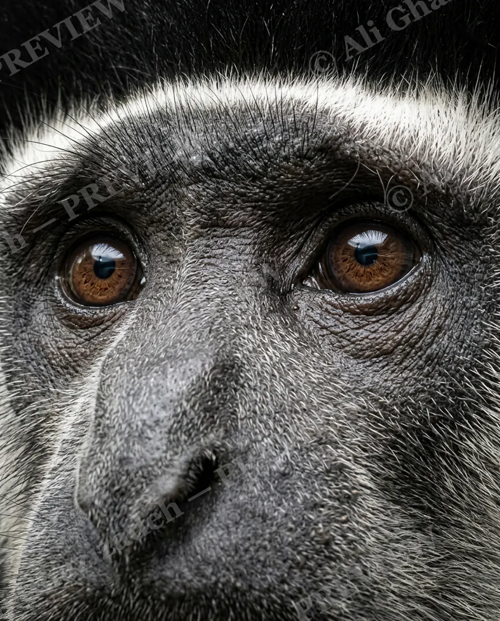 Eye Contact — Black and White Thinking — Monkey artwork by Ali Ghazizadeh
