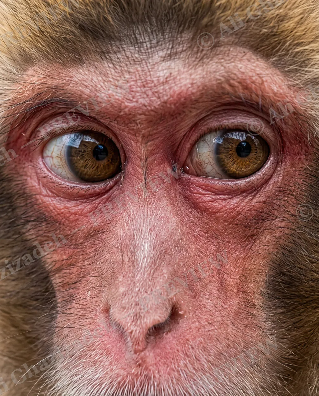Eye Contact — Blushing Again — Monkey artwork by Ali Ghazizadeh