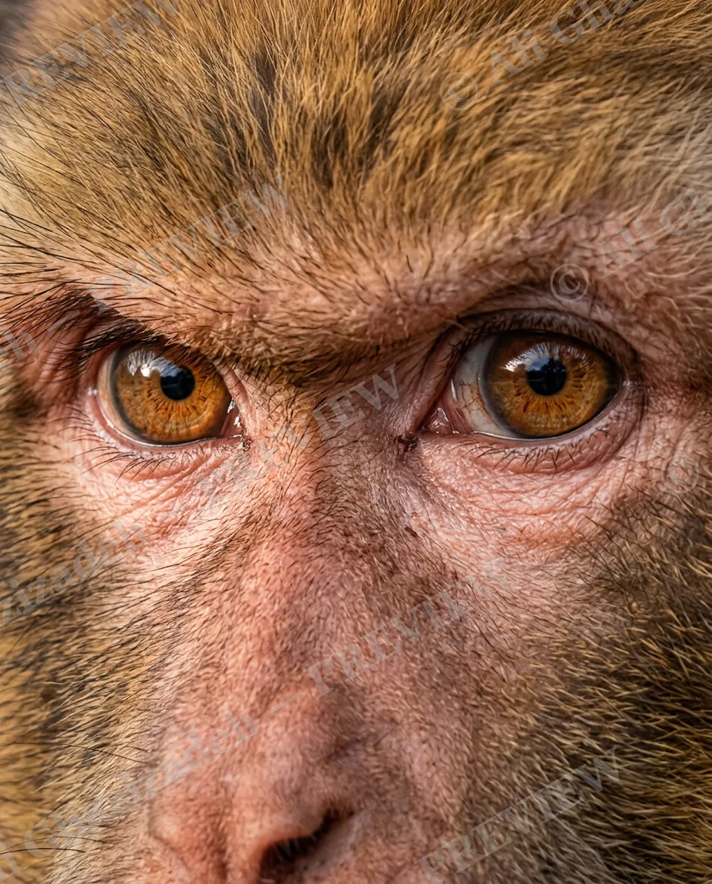 Eye Contact — Golden Hour Stare — Monkey artwork by Ali Ghazizadeh