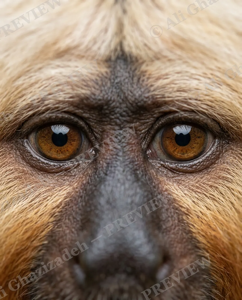 Eye Contact — Golden Newcomer — Monkey artwork by Ali Ghazizadeh
