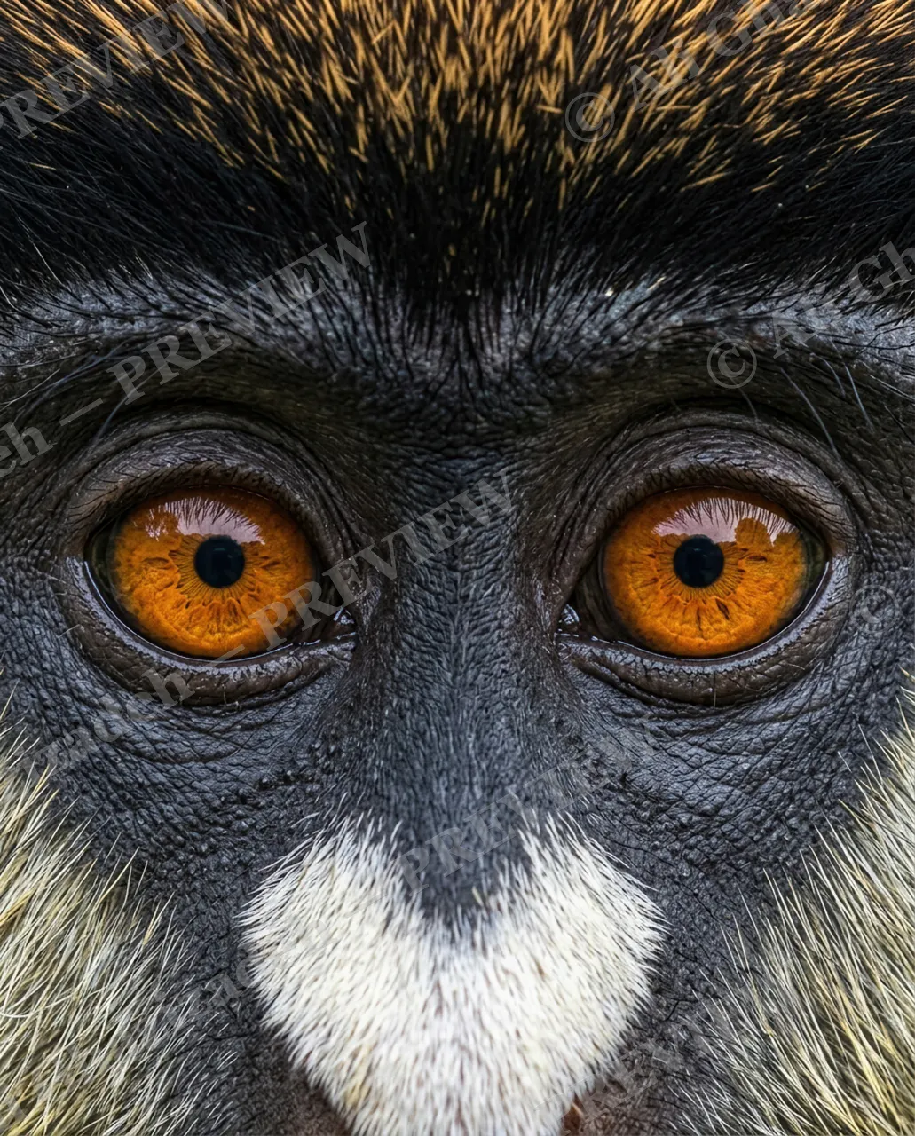 Eye Contact — Heart on Display — Monkey artwork by Ali Ghazizadeh