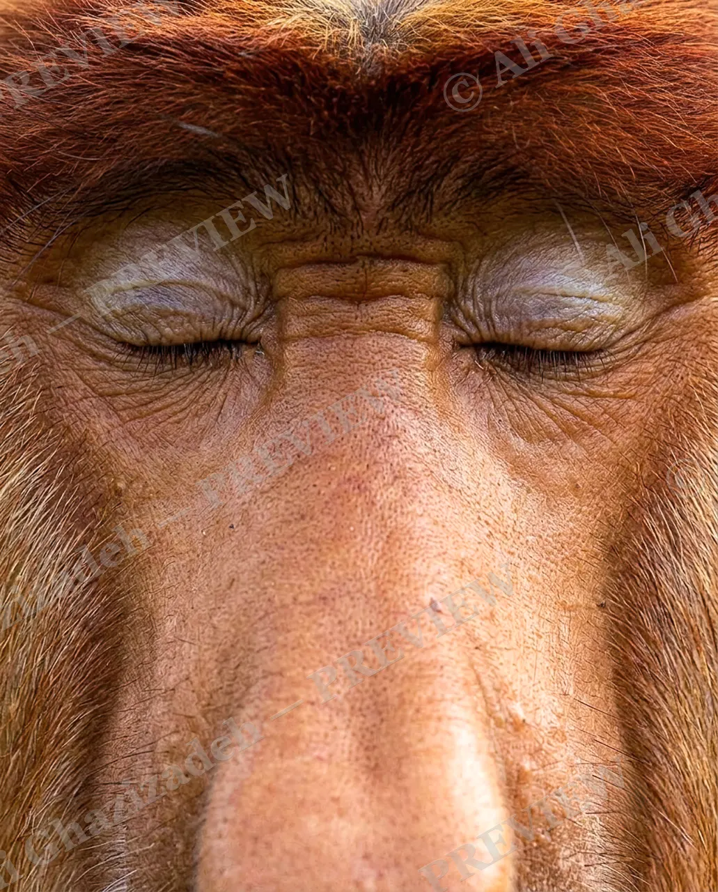 Eye Contact — Lost in Thought — Monkey artwork by Ali Ghazizadeh