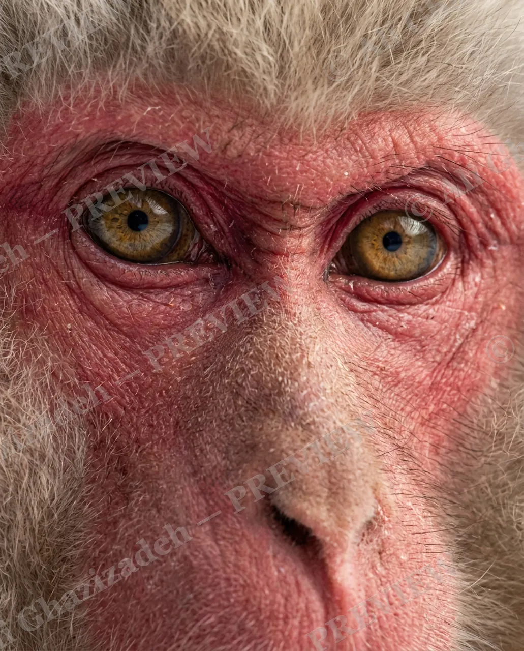 Eye Contact — Old Soul — Monkey artwork by Ali Ghazizadeh