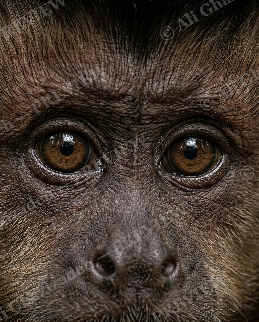 Eye Contact — Quiet Observer — Monkey artwork by Ali Ghazizadeh