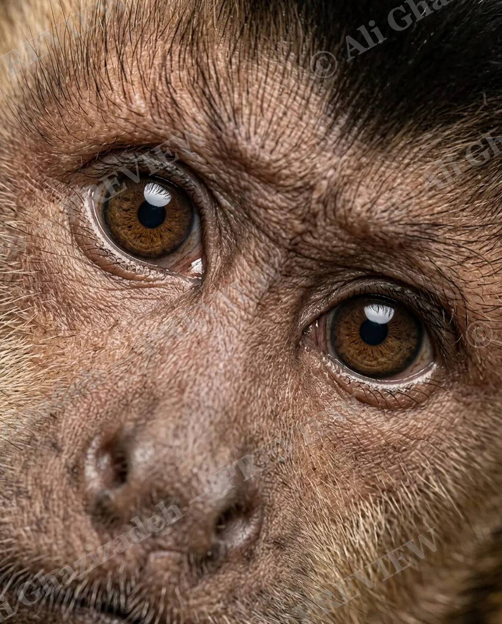 Eye Contact — Second Thoughts — Monkey artwork by Ali Ghazizadeh