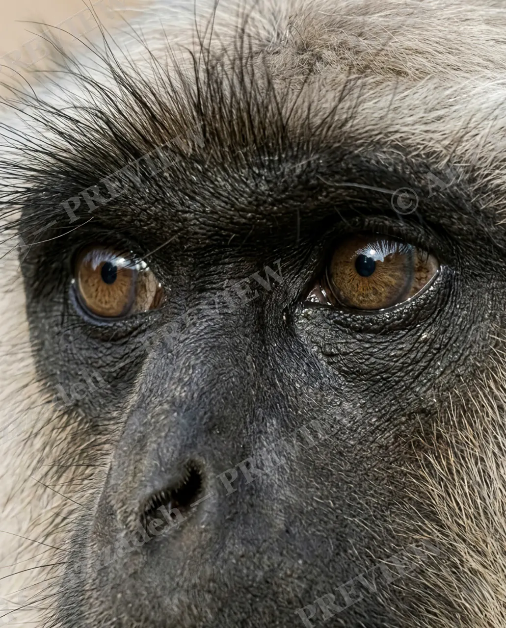 Eye Contact — Shadow Study — Monkey artwork by Ali Ghazizadeh