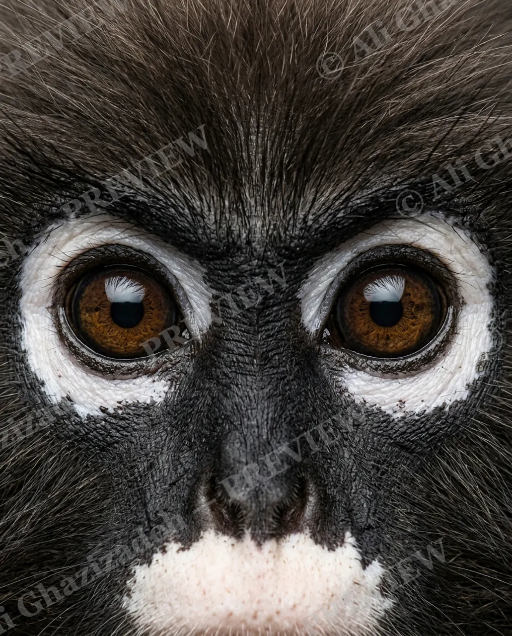 Eye Contact — Spectacled Stranger — Monkey artwork by Ali Ghazizadeh