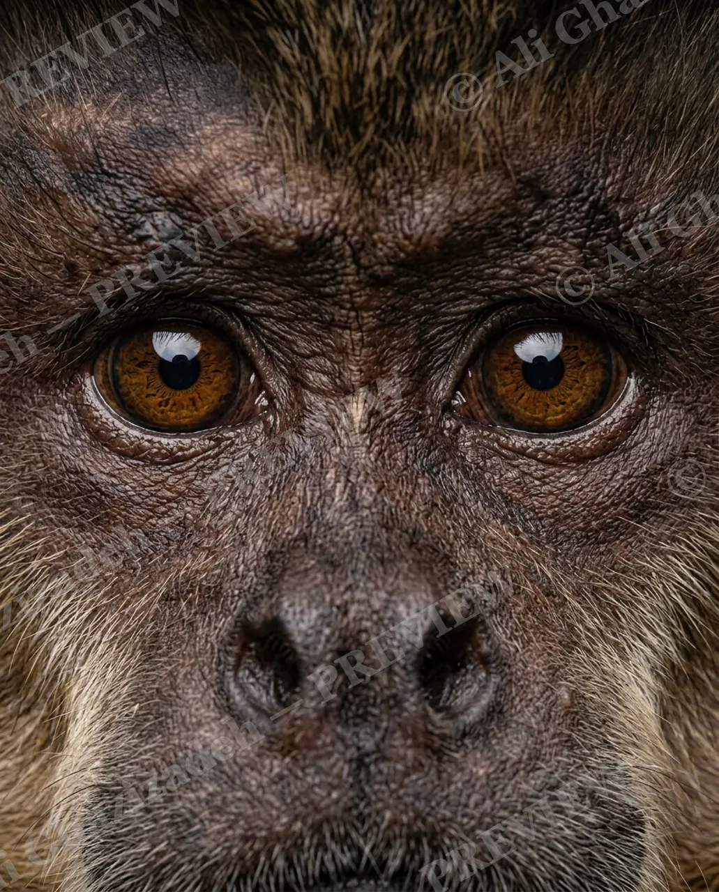 Eye Contact — Steady Gaze — Monkey artwork by Ali Ghazizadeh
