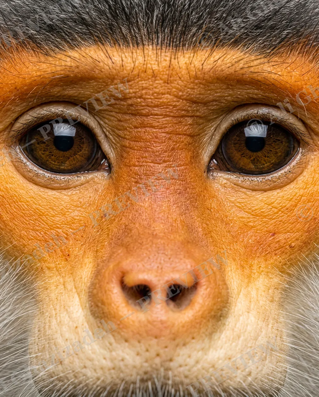 Eye Contact — Sunset Face — Monkey artwork by Ali Ghazizadeh