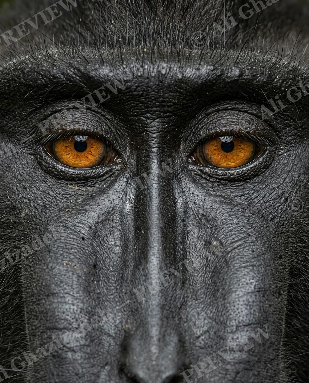 Eye Contact — The Last Word — Monkey artwork by Ali Ghazizadeh