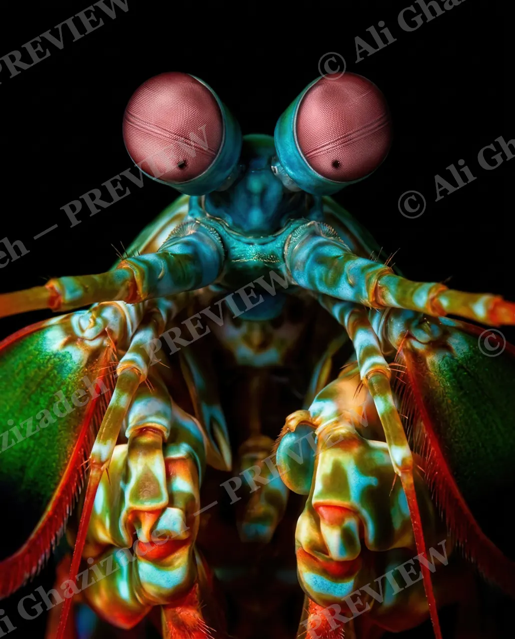 Punch Drunk — Face to Face — Mantis shrimp artwork by Ali Ghazizadeh