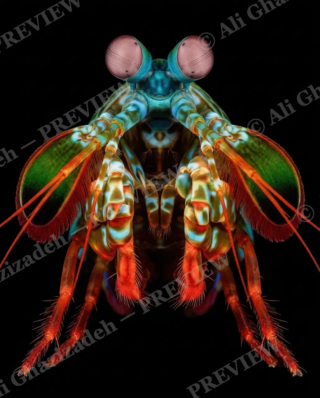 Punch Drunk — Full Color Alert — Mantis shrimp artwork by Ali Ghazizadeh