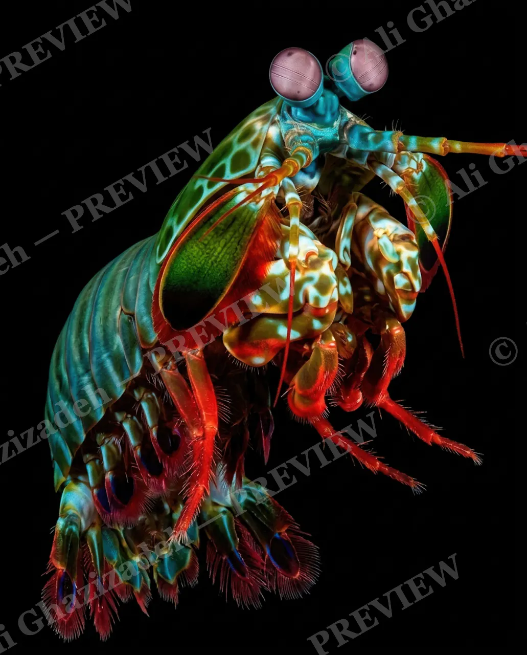 Punch Drunk — One Antenna Out — Mantis shrimp artwork by Ali Ghazizadeh