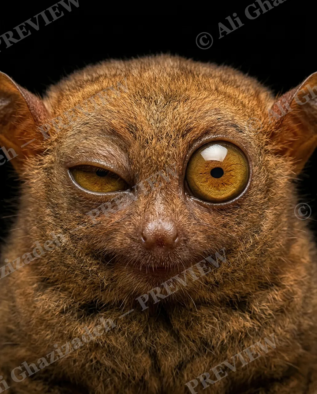 Eyewitness — I Won't Tell — Barbary macaque artwork by Ali Ghazizadeh