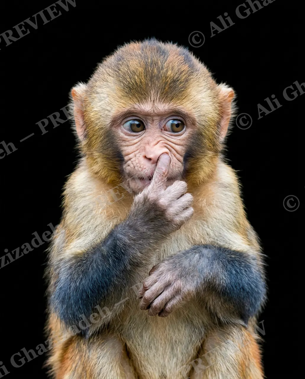 Eyewitness — Caught in the Act — Barbary macaque artwork by Ali Ghazizadeh