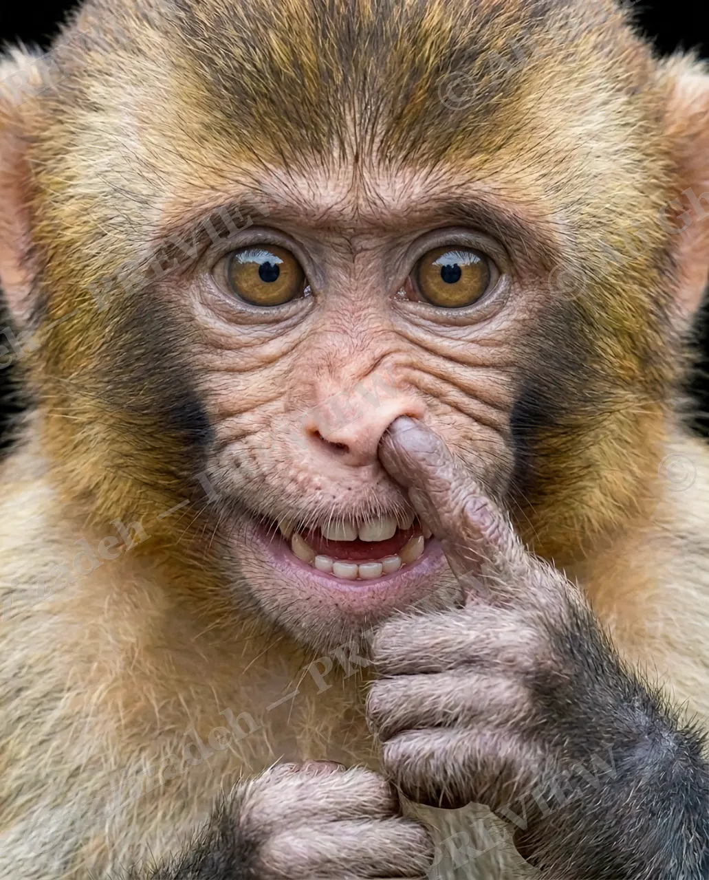 Eyewitness — No Regrets — Barbary macaque artwork by Ali Ghazizadeh