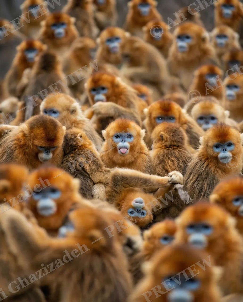 Face in the Crowd — Sticking Its Tongue Out — Golden snub-nosed monkey artwork by Ali Ghazizadeh