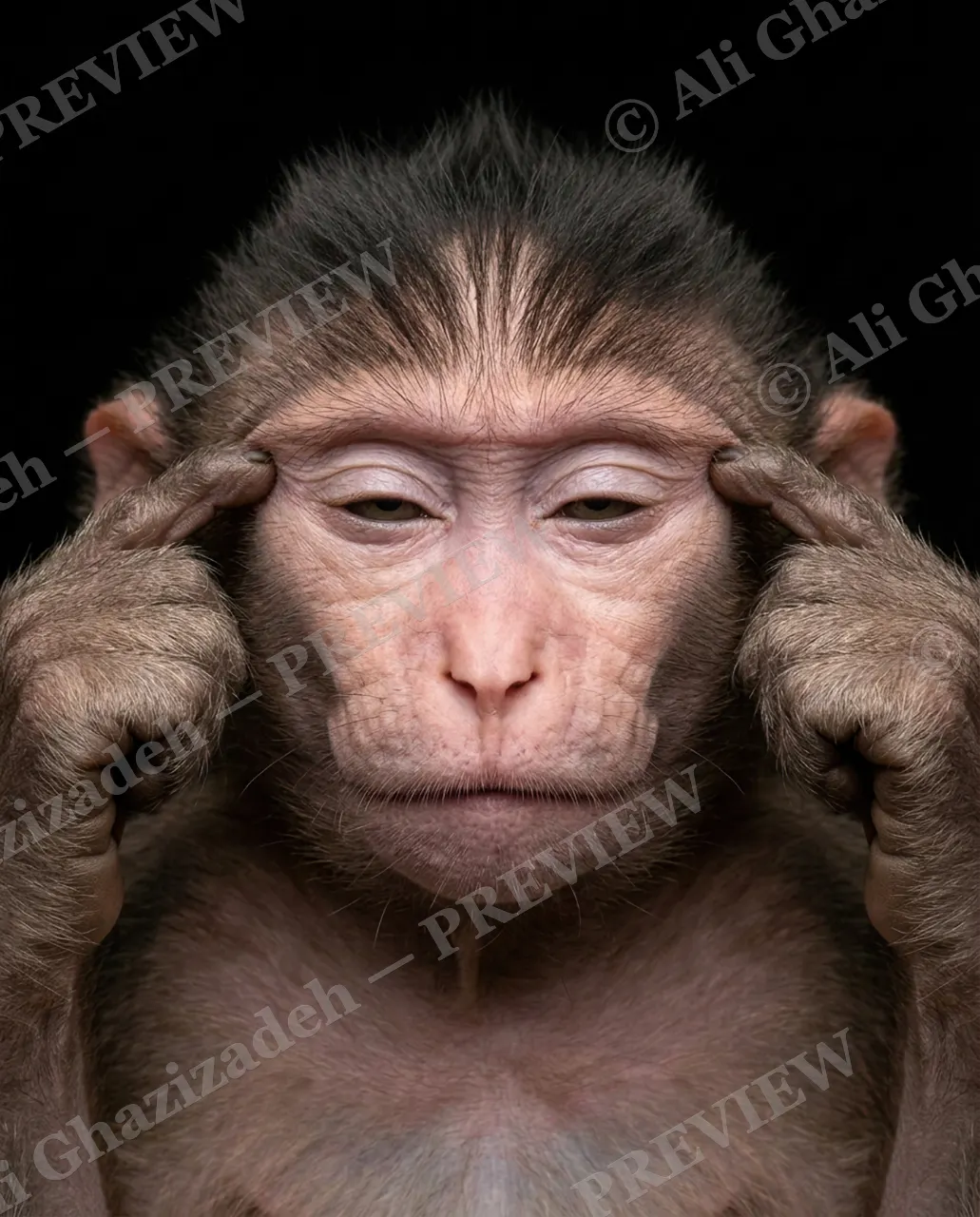 Face Value — Deep Focus — Macaque artwork by Ali Ghazizadeh