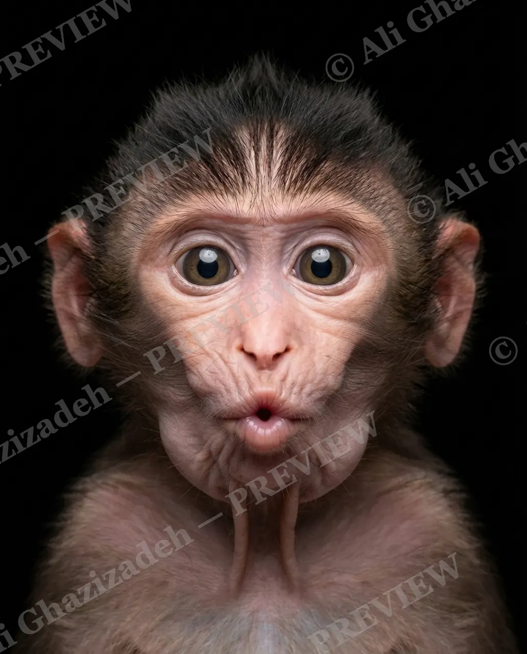 Face Value — Duck Face — Macaque artwork by Ali Ghazizadeh