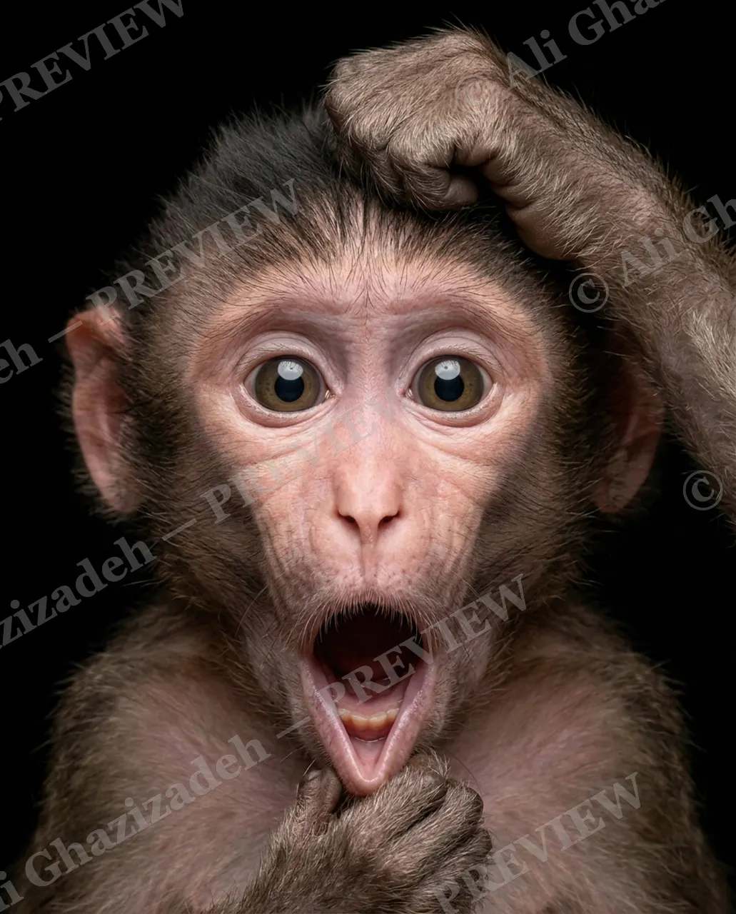 Face Value — Jaw Drop — Macaque artwork by Ali Ghazizadeh