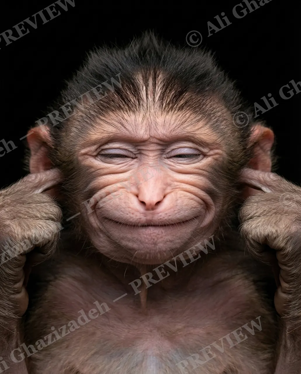 Face Value — Not Listening — Macaque artwork by Ali Ghazizadeh